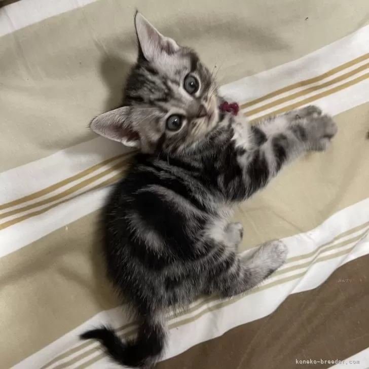 M 様のお迎えした子猫