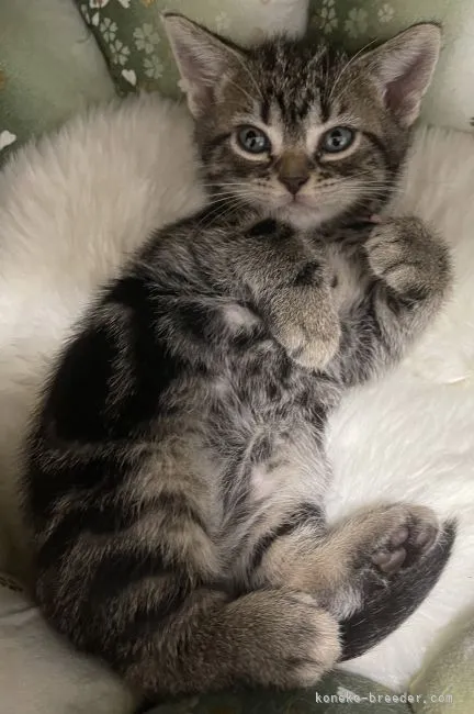 ID：2104-00306の子猫