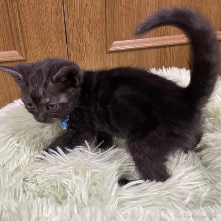 Katzenliebe 様のお迎えした子猫
