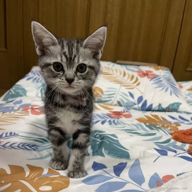 ID：2407-02584の子猫