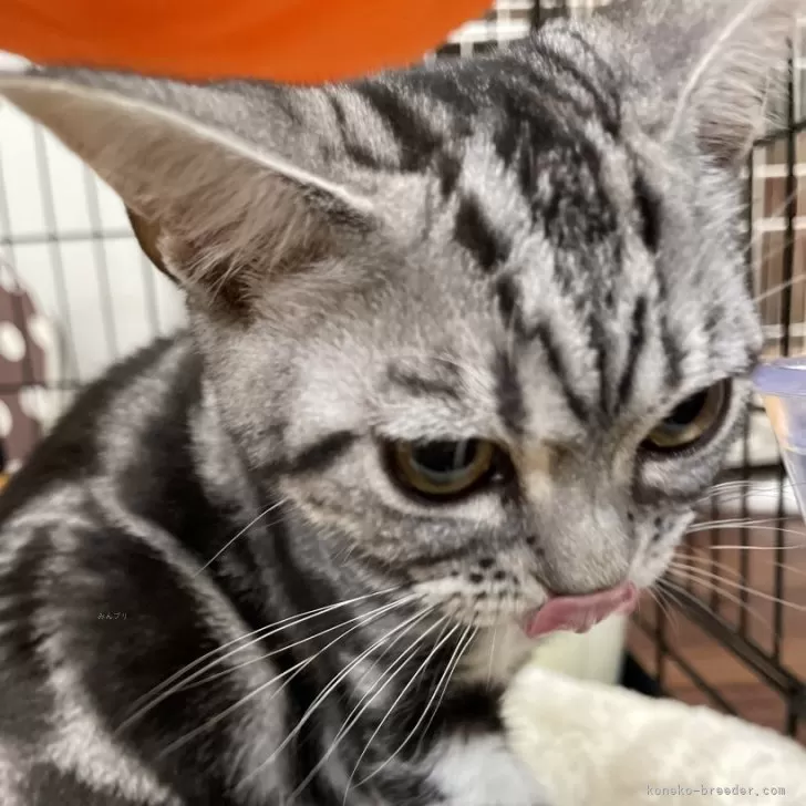 S.S 様のお迎えした子猫