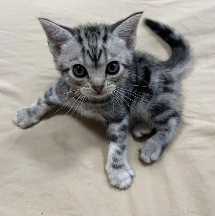 ID：2207-00717の子猫
