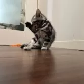 アメリカンショートヘア【京都府・女の子・2024年3月20日・シルバータビー】の写真3