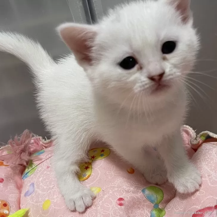 ID：2501-00760の子猫