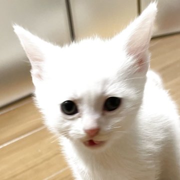 アメリカンショートヘア【京都府・男の子・2025年11月28日・ホワイトソリッド】の写真「スクスク成長中〜💕」