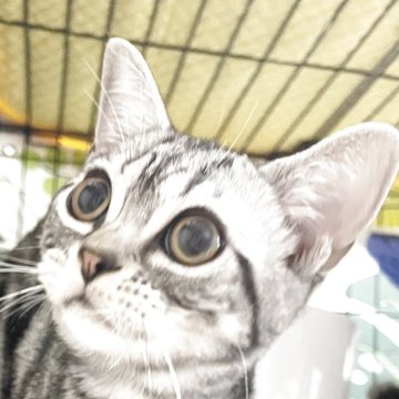 アメリカンショートヘア【京都府・女の子・2025年7月25日・シルバータビー】の写真「姉妹の中で一番小柄なの仔です💕」