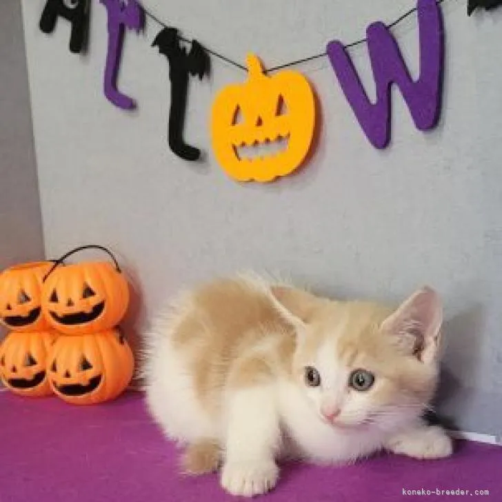 ID：2209-02323の子猫