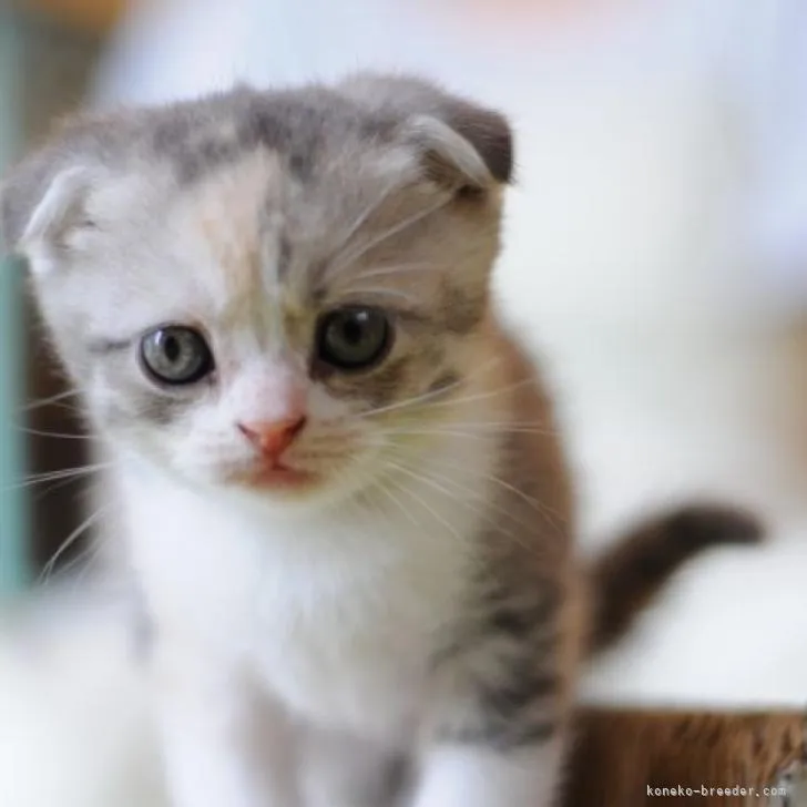 ID：2206-02307の子猫