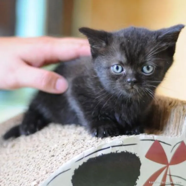 ID：2206-02313の子猫