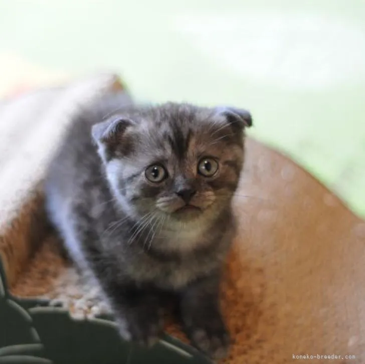 ID：2206-02315の子猫