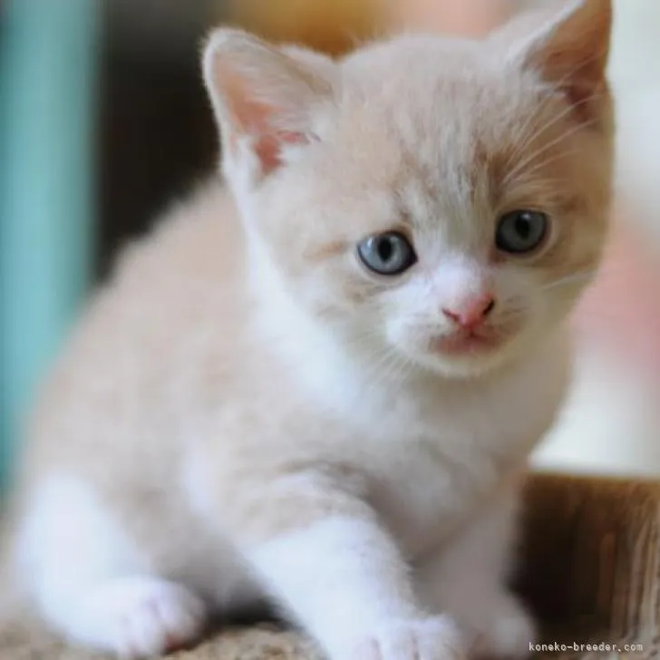 ID：2206-02311の子猫