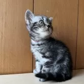 アメリカンショートヘア【茨城県・男の子・2024年6月5日・シルバータビー】の写真1