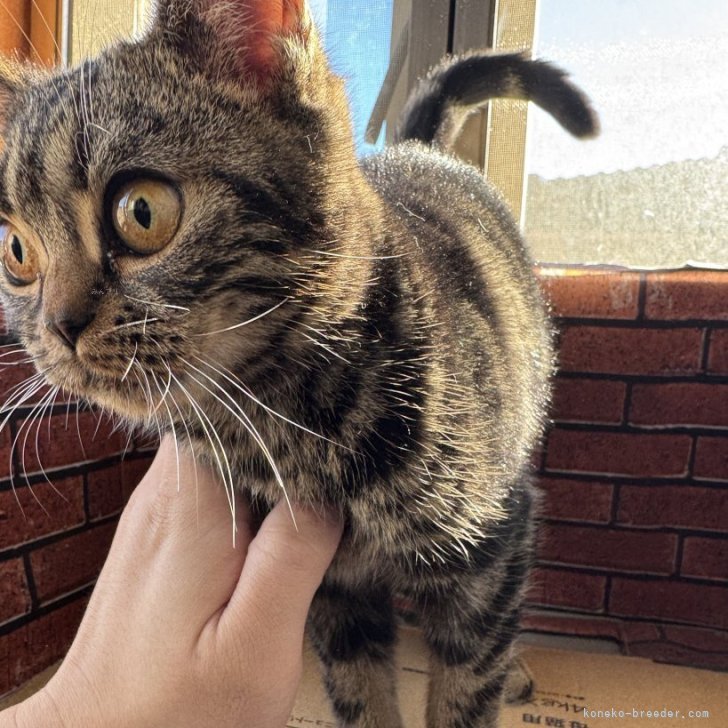 ブリーダー画像