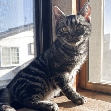 アメリカンショートヘア【茨城県・女の子・2025年6月5日・シルバータビー】の写真「食べ盛り遊び盛り！」