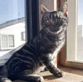 アメリカンショートヘア