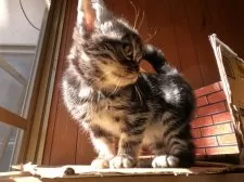 アメリカンショートヘア【茨城県・女の子・2024年11月15日・シルバータビー】の写真9