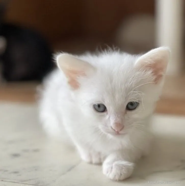 花*花 様のお迎えした子猫