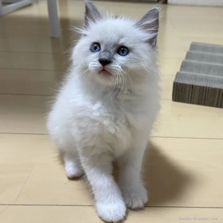 ID:2310-02195の子猫