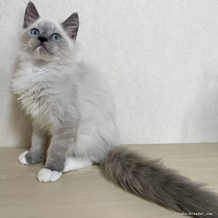 ID：2408-00005の子猫