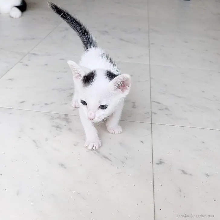 ID:2307-03586の子猫