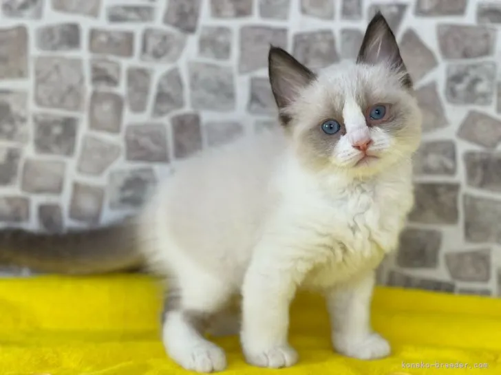 ID:2204-03057の子猫