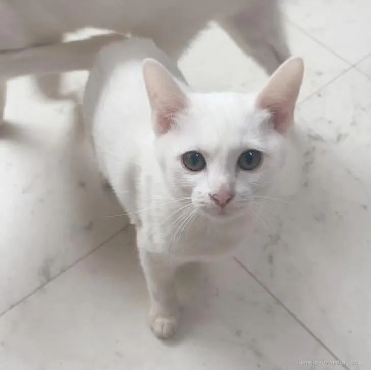 ID：2212-00319の子猫