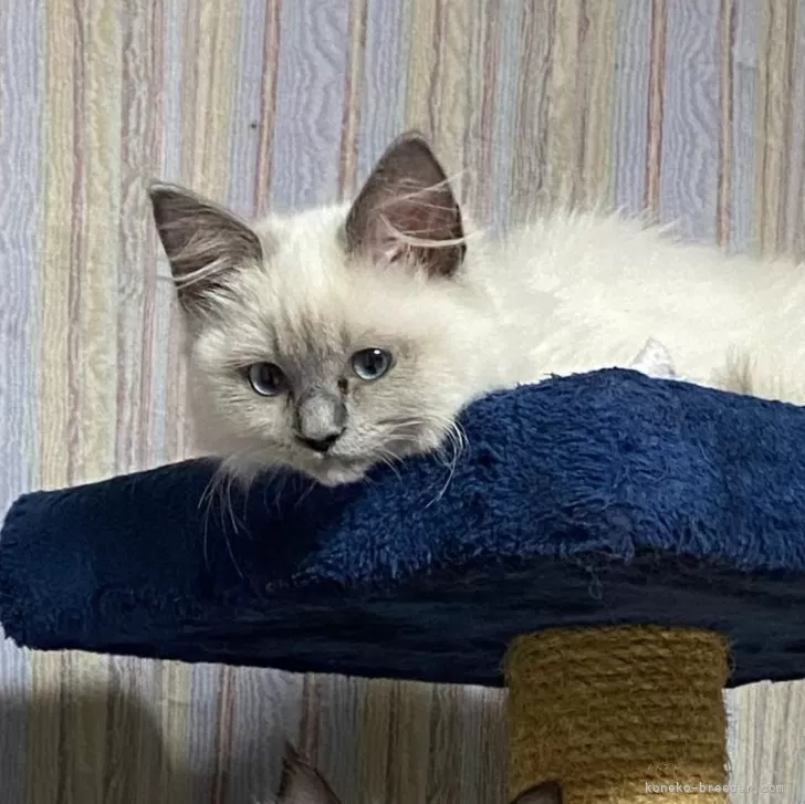 ID:2402-01673の子猫