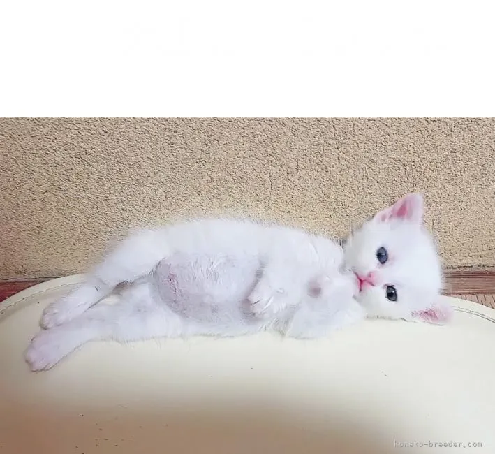 ID:2201-00298の子猫
