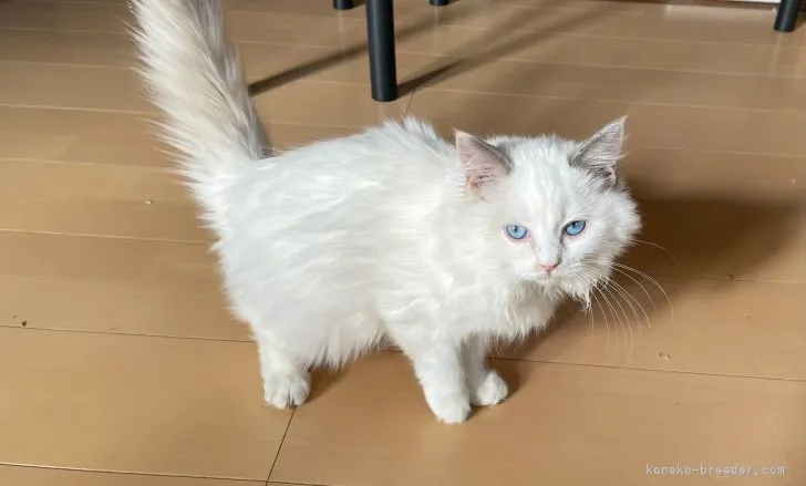 ID:2109-01898の子猫