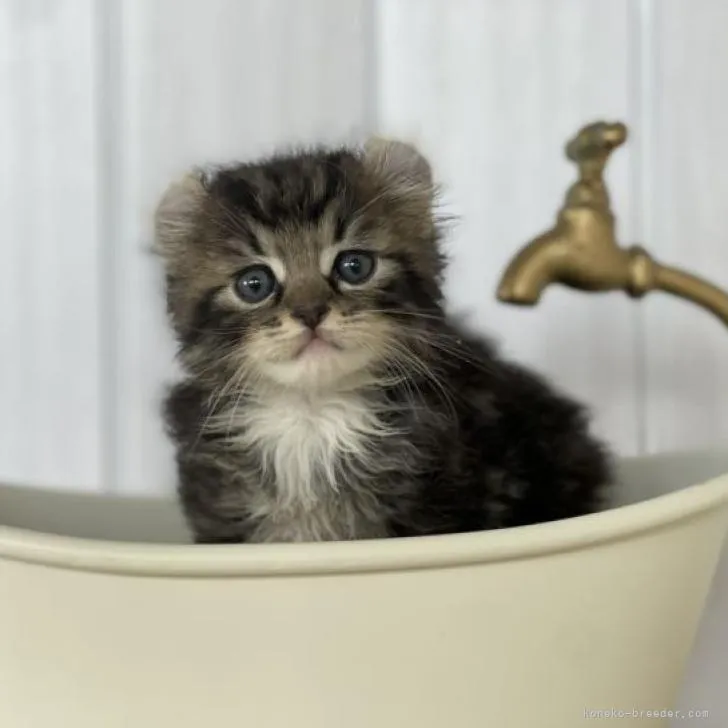 ID：2206-01043の子猫