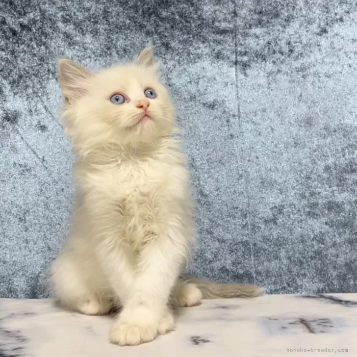 ID：2410-00762の子猫