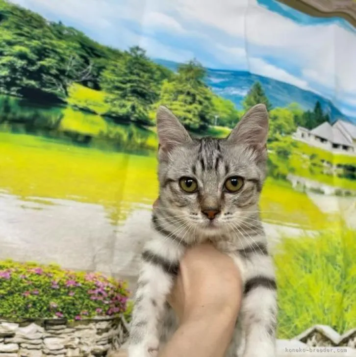 ID:2209-00828の子猫