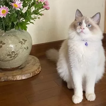 まゆ様♥️ねこちゃん＆ブラックトルマリン・ハーキマー苺ちゃん・ブルトパ天然石 11月 誕生石 良縁 幸運 浄化 風水 ヒーリング お守り