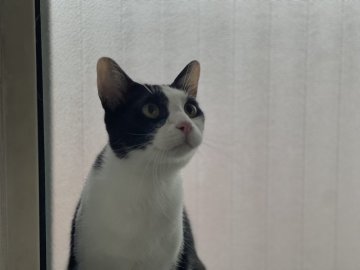 カオマニー【石川県・男の子・2022年8月8日・ブラック&ホワイト】の写真「甘えん坊なイケニャン😎去勢済」