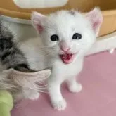 カオマニー×アメリカンカール【石川県・女の子・2023年7月18日・ホワイト&ブラック】の写真1