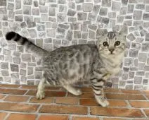 アメリカンカール×ベンガル【石川県・男の子・2021年7月3日・シルバースポッテッドタビー】の写真1「2021.10.23」