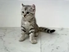 アメリカンカール×ベンガル【石川県・男の子・2021年7月3日・シルバースポッテッドタビー】の写真2「2021.9.1」