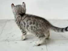 アメリカンカール×ベンガル【石川県・男の子・2021年7月3日・シルバースポッテッドタビー】の写真4「2021.9.1」