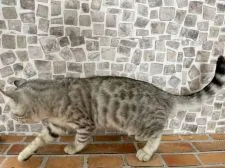 アメリカンカール×ベンガル【石川県・男の子・2021年7月3日・シルバースポッテッドタビー】の写真5「2021.10.23」