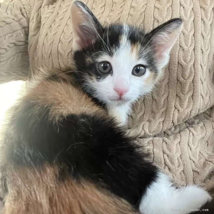 ID:2501-00311の子猫