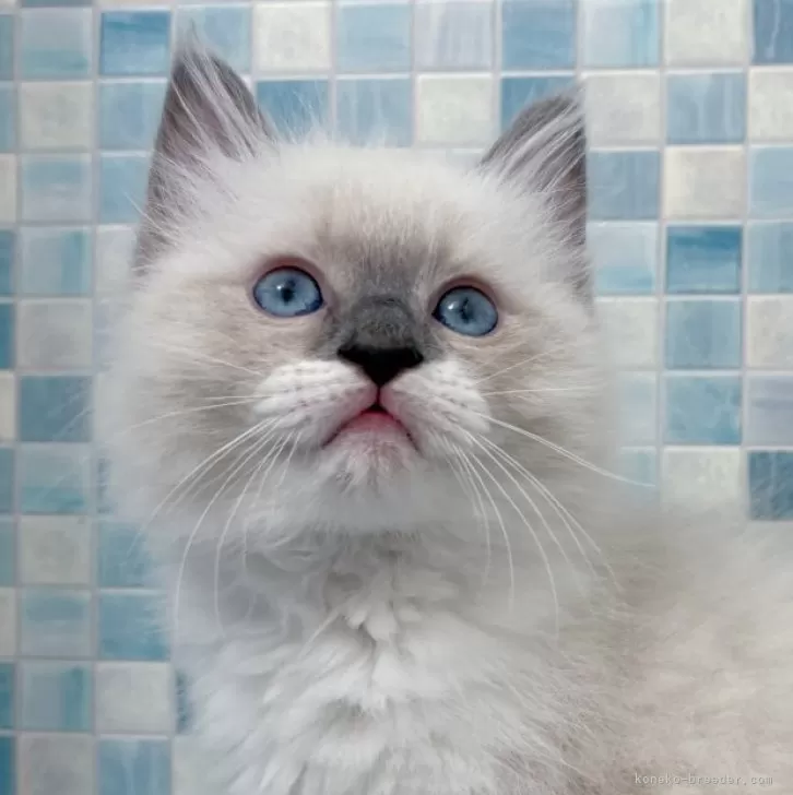 ラグドール【石川県・男の子・2025年4月18日・ブルーポイントミテッド】の写真1