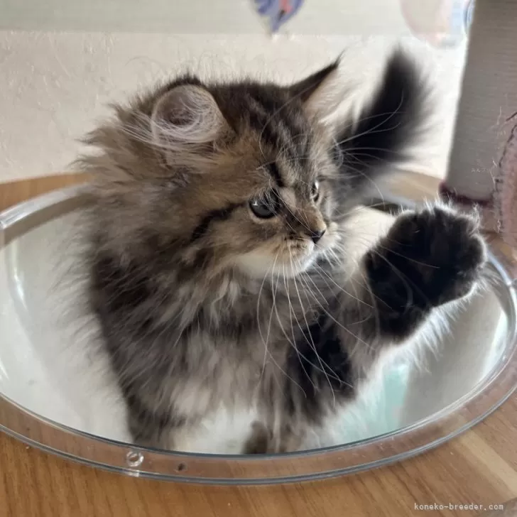 ID：2410-01298の子猫