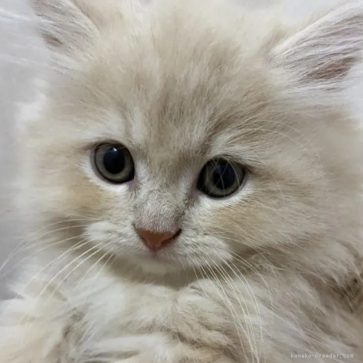 ID：2208-01482の子猫