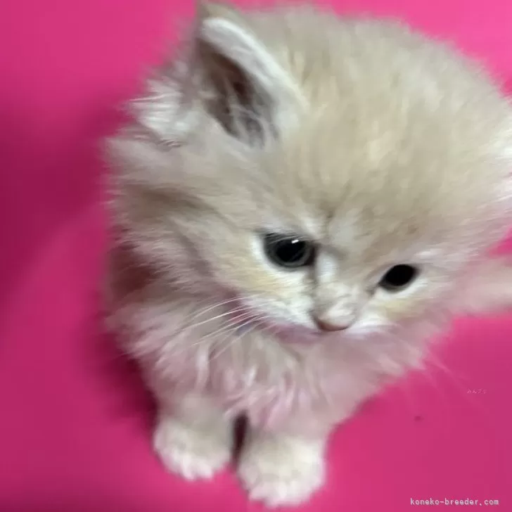 ID:2402-02464の子猫