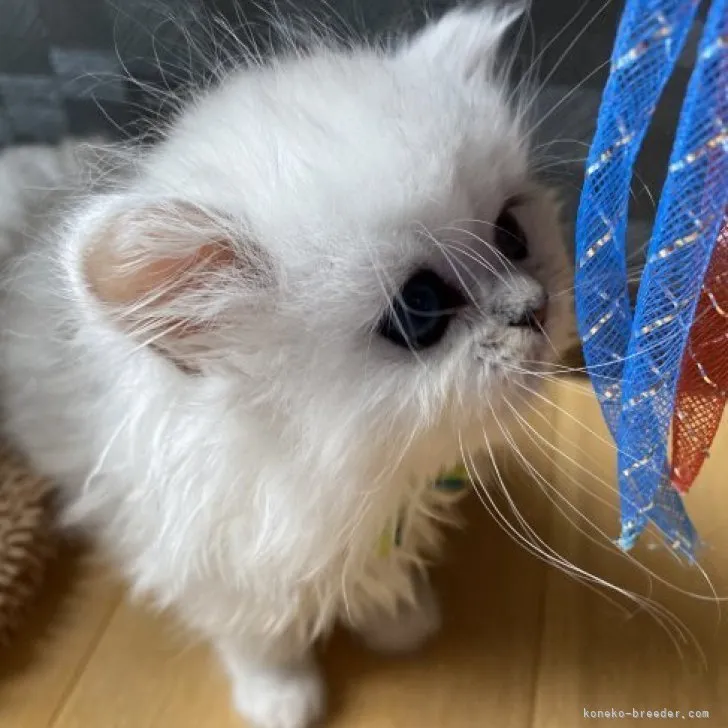 ID:2304-00078の子猫