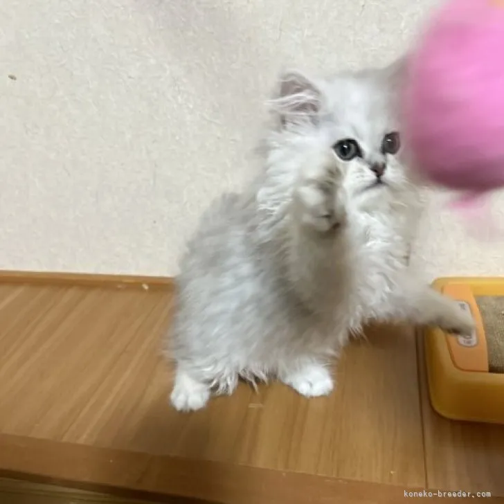 ID：2304-00077の子猫