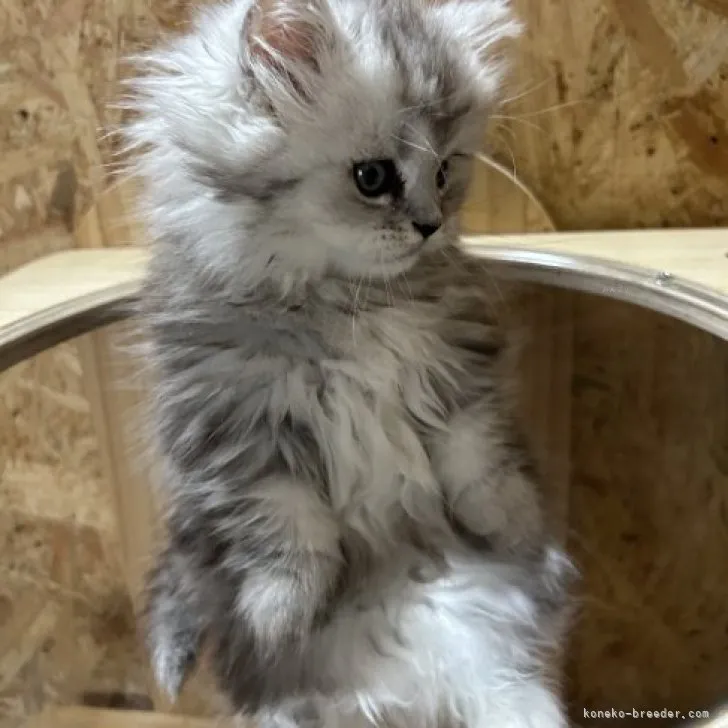 ID：2311-01002の子猫