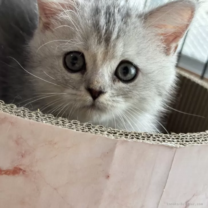 H.M 様のお迎えした子猫