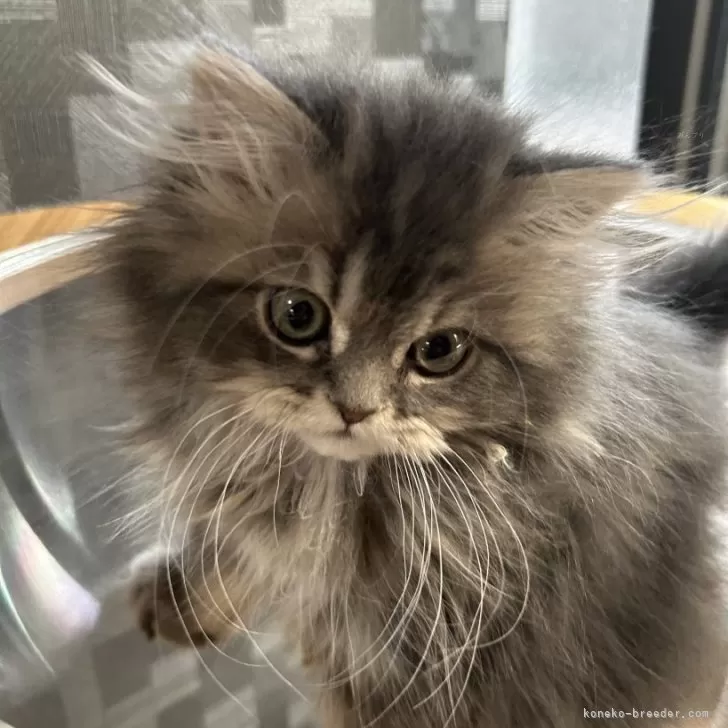 ID:2311-00458の子猫