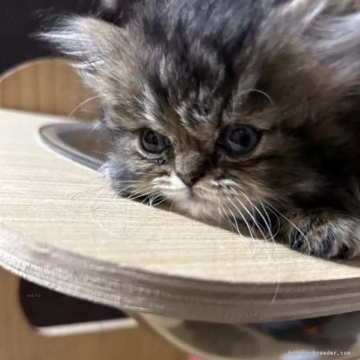 りんご 様のお迎えした子猫